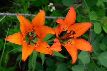 Orange flowers of Wood lily are growing in the summer forest.