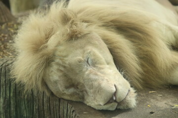 Naklejka premium close up of a lion, Leo