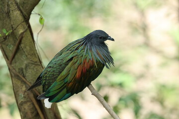 Nicobar pigeon