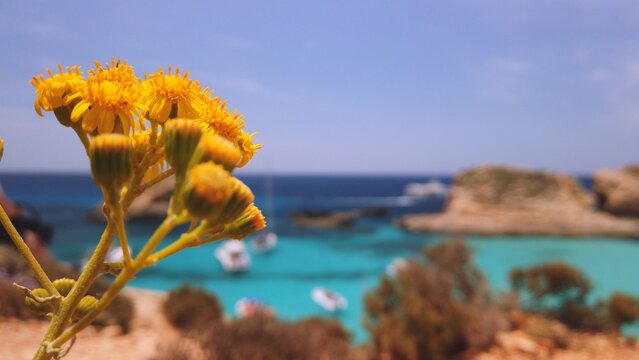 Blue lagoon, revealing shot from behind yellow flowers. High quality photo