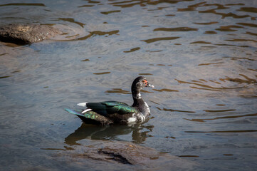 Pato do mato (Cairina moschata) nadando no lago.
