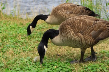 Canada Goose（カナダ雁）