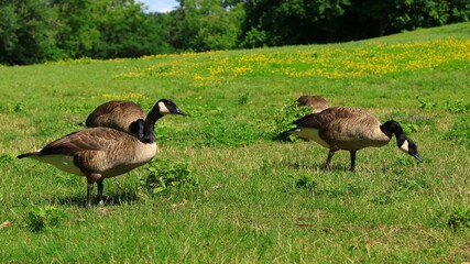 Canada Goose（カナダ雁）