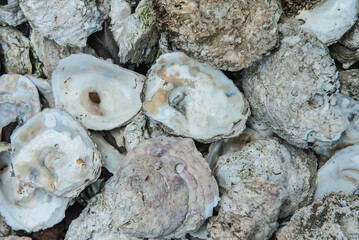 Oyster shell that have been carved