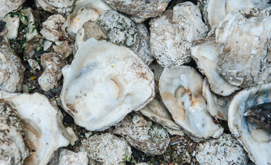 Oyster shell that have been carved