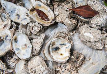 Oyster shell that have been carved