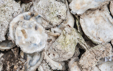 Oyster shell that have been carved