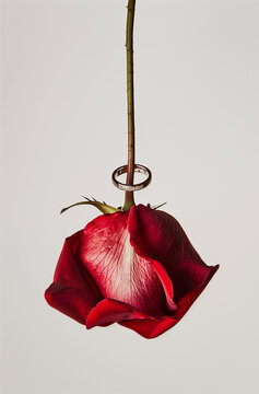 A red rose petal with an engagement ring resting on it, hangs delicately from the stem of another flower against a white background.
