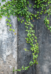 Ivy covered the walls of the old building.