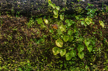 Ivy covered the walls of the old building.