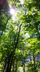Fototapeta premium Sunlight Filtering Through Forest Trees（太陽がさして木漏れ日になっている森の中の清々しい景色）