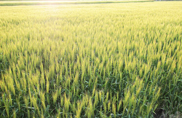 風になびく麦畑 