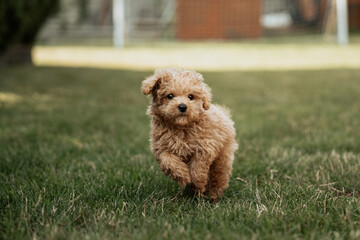 Running Puppy on Grass