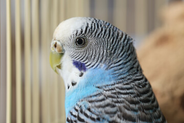 Beautiful light blue parrot in cage, closeup. Exotic pet