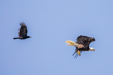 Bald Eagle (Haliaeetus leucocephalus) adult, flying in a blue sky with a crow chasing it