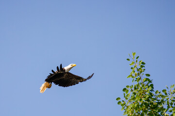 Bald Eagle (Haliaeetus leucocephalus) adult, flying in a blue sky with copy space