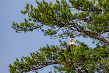 Bald Eagle (Haliaeetus leucocephalus) adult, perched in a Wisconsin pine tree