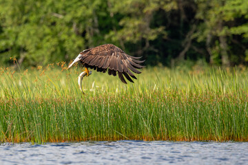 Bald Eagle (Haliaeetus leucocephalus) adult, flying with a fish in its talons.