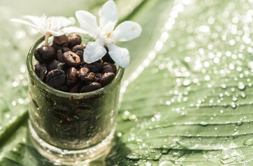 Fresh coffee and roasted coffee beans on banana leaves and dripping flowers.