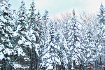 A Maine Winter Wonderland