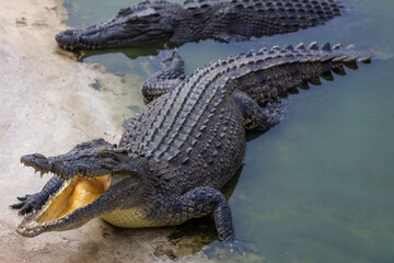 Close up the crocodile near the river