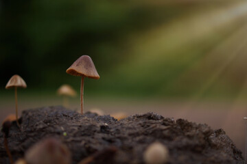 Conocybe mushrooms growing among buffalo dung. Shallow depth of field, close-up, backlit sunlight.