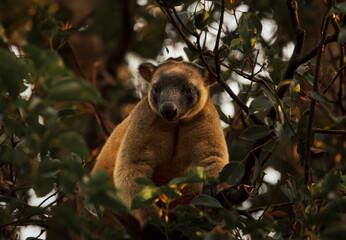 Great portrait of a Tree kangaroo