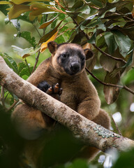 Tree kangaroo 