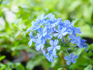 暑い夏に涼しげな花を咲かせるルリマツリ