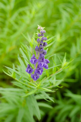 紫色のコガネバナの花	