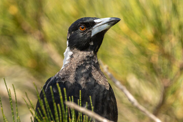 A portrait on an Australian Magpie
