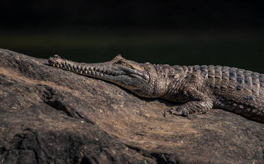 Freshwater crocodile resting on a rock