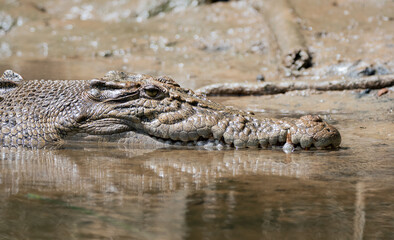 Female Saltwater crocodile