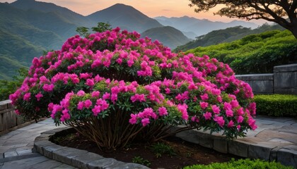 Fototapeta premium Pink Rhododendron Bush in Front of Mountains at Sunset.