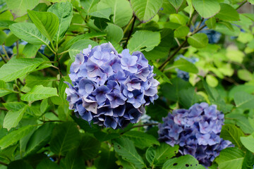 Obraz premium 紫陽花