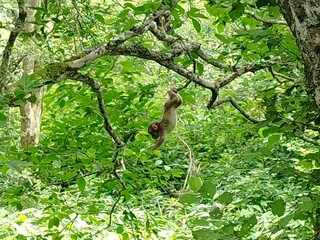 上高地のニホンザル