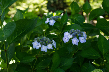 紫陽花