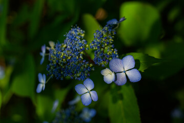 紫陽花