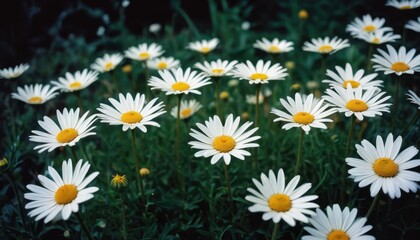 Fototapeta premium Daisies in the Grass.