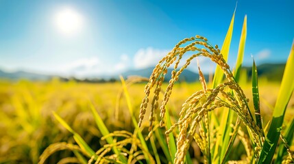 Golden Rice Field Under a Sunny Sky