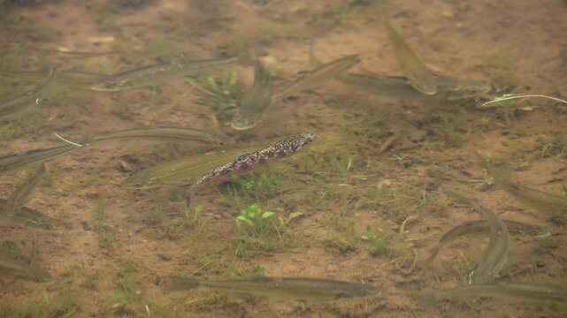 Brook Trout fingerling swimming with other minnows in the shallows of Lost Lake in the Uinta Mountains.