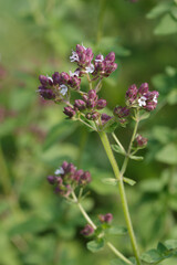 Organic oregano herb plant in flower growing outdoors