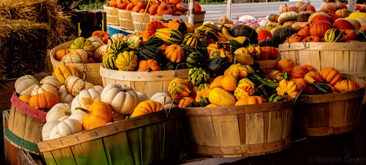 Halloween is coming soon . So many pumpkins 