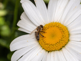 Obraz premium P7150296 honey bee, Apis mellifera, on a daisy flower, cECP 2024