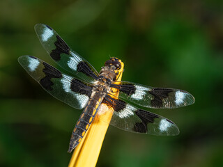 P7110308 male eight-spotted skimmer dragonfly (Libellula forensis) resting, cECP 2024