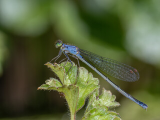 P7140287 male Pacific forktail damselfly, Ischnura cervula, on a buttercup leaf, cECP 2024