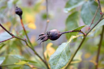 Blackened Rosehip