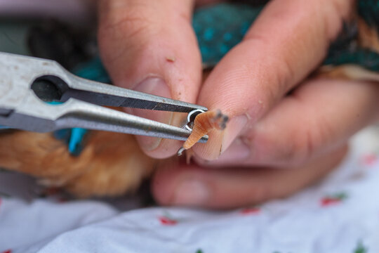 Bird ringing or bird banding of Common kingfisher (Alcedo atthis), also known as the Eurasian kingfisher and river kingfisher