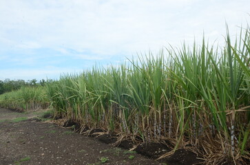 Sugar cane plantation growing up in Jember, Indonesia