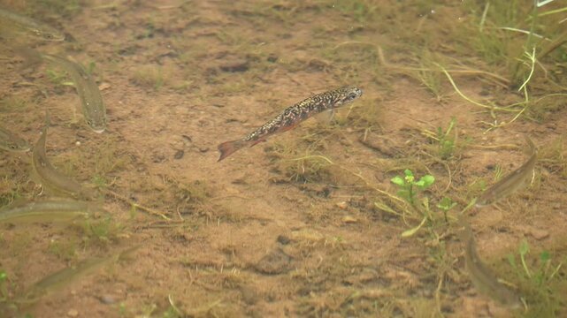 Brook Trout fingerling swimming with other minnows in the Uinta Mountains in Utah.